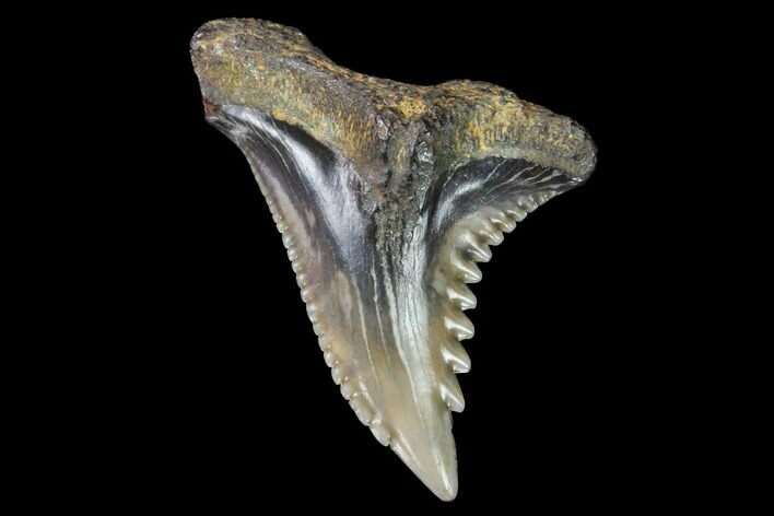 Hemipristis Shark Tooth Fossil - Virginia #96533